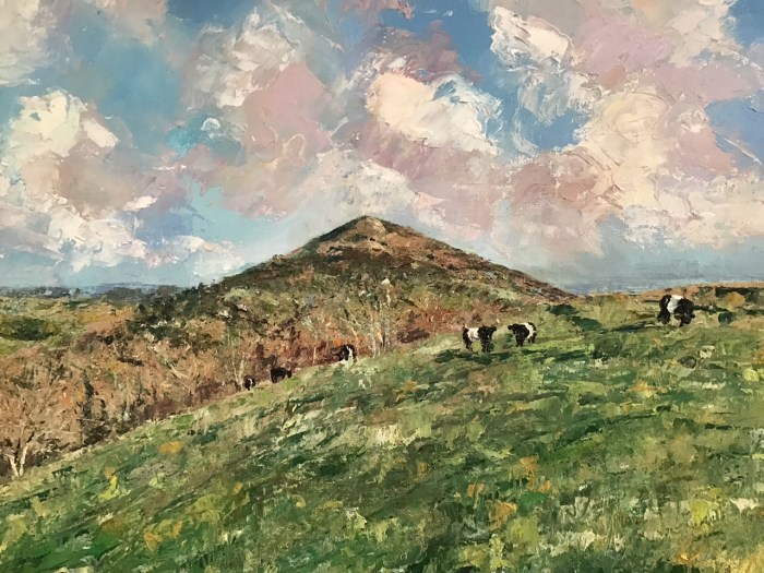 Belted Galloways on the Malvern hills